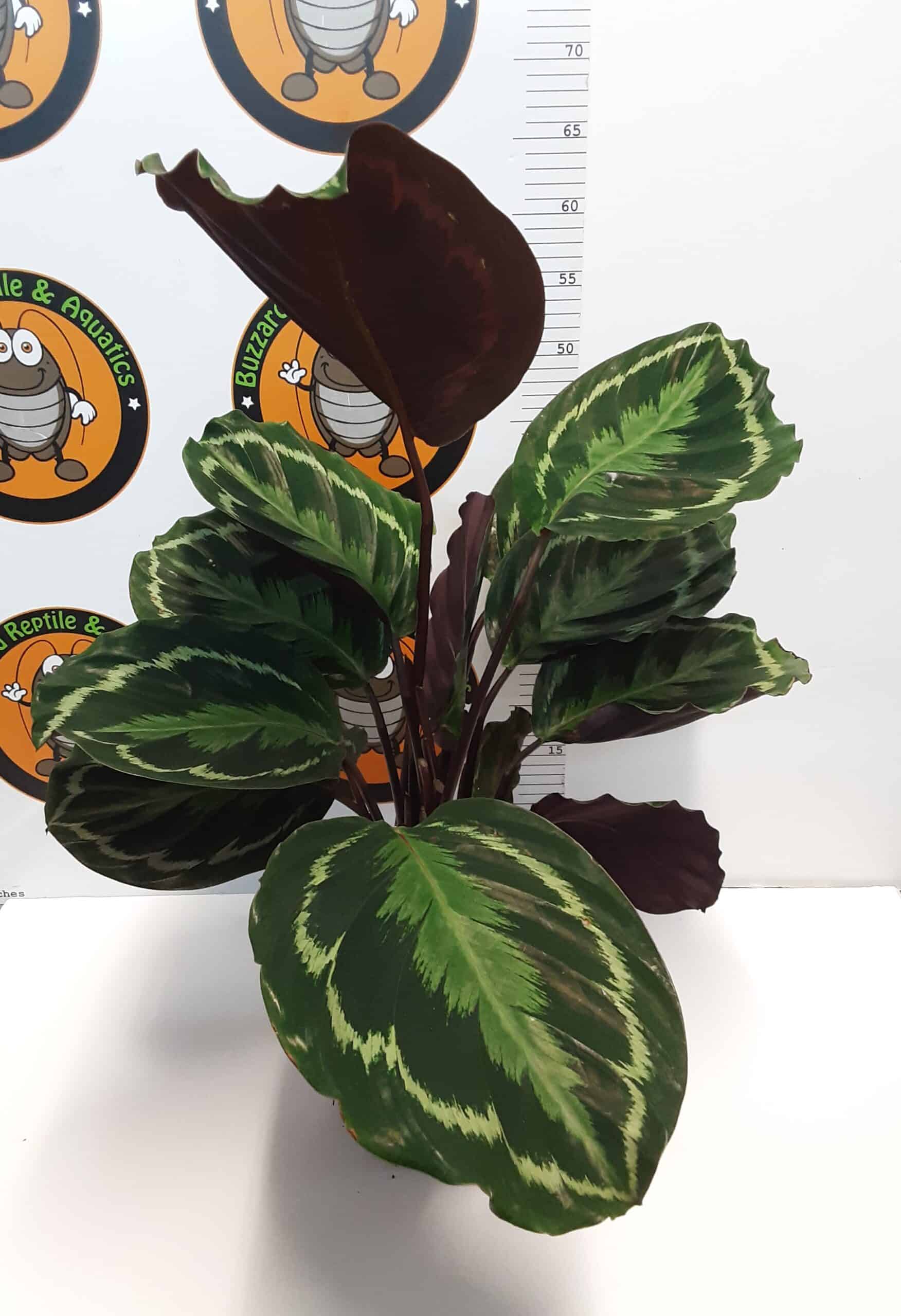 Calathea rufibarba - Prayer Plant - 75cm