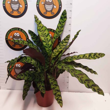 Calathea Insignis 75cm