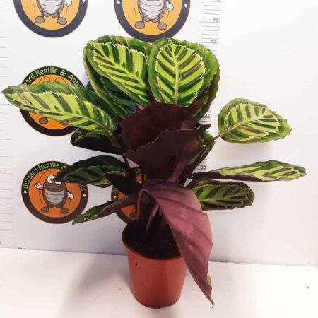 Calathea Sp 75cm