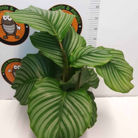 Calathea orbifolia 75cm