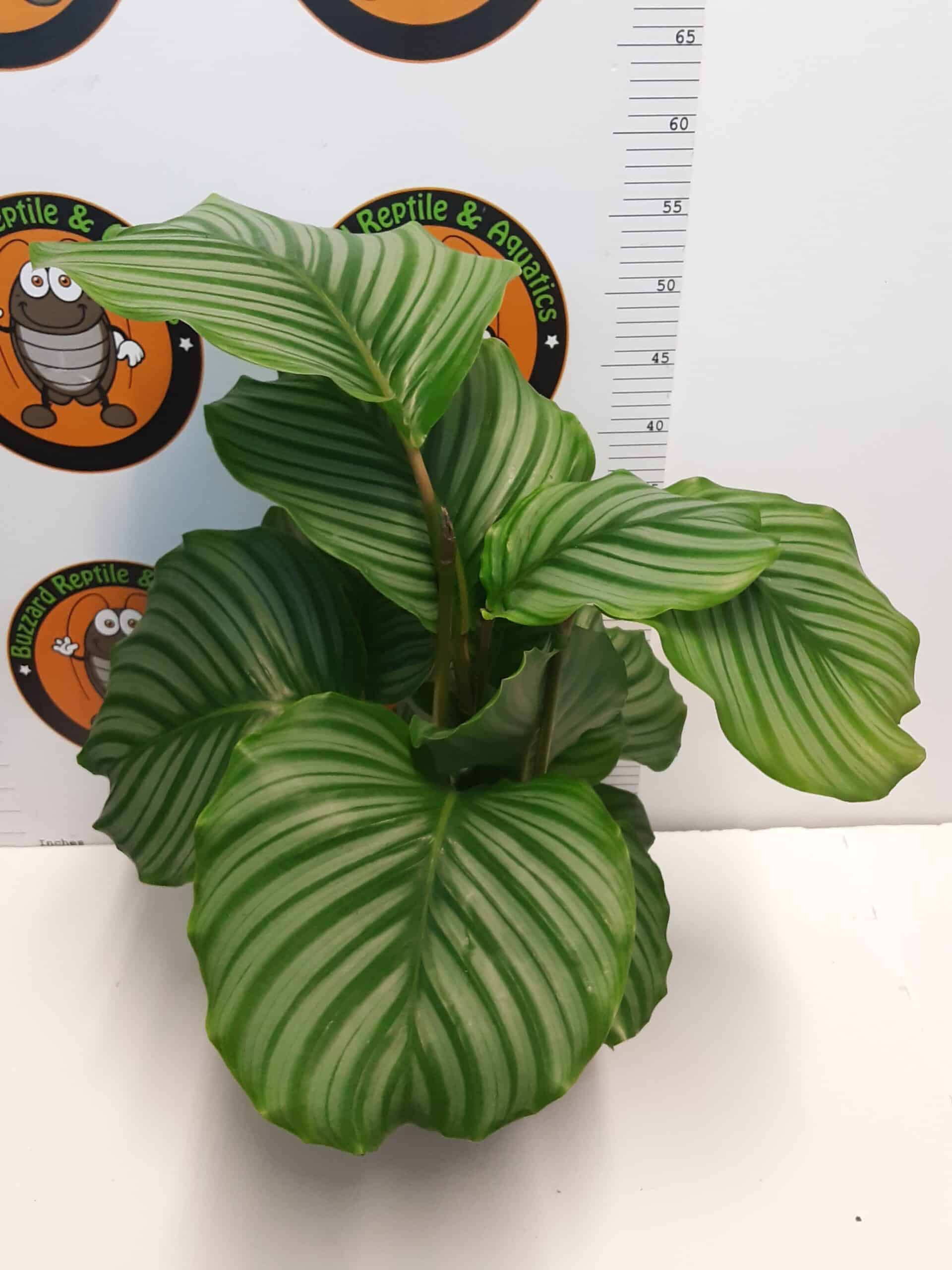Calathea orbifolia 75cm