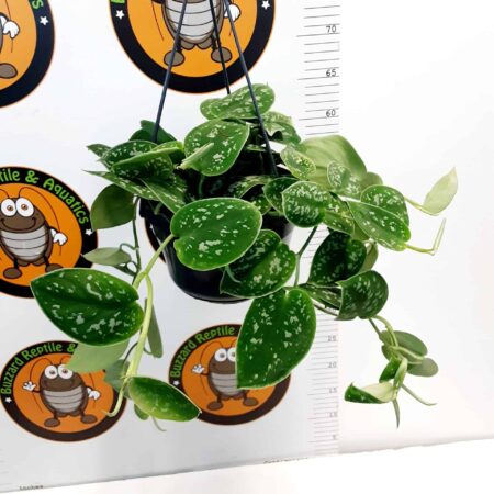 Scindapsus Pictus Hanging