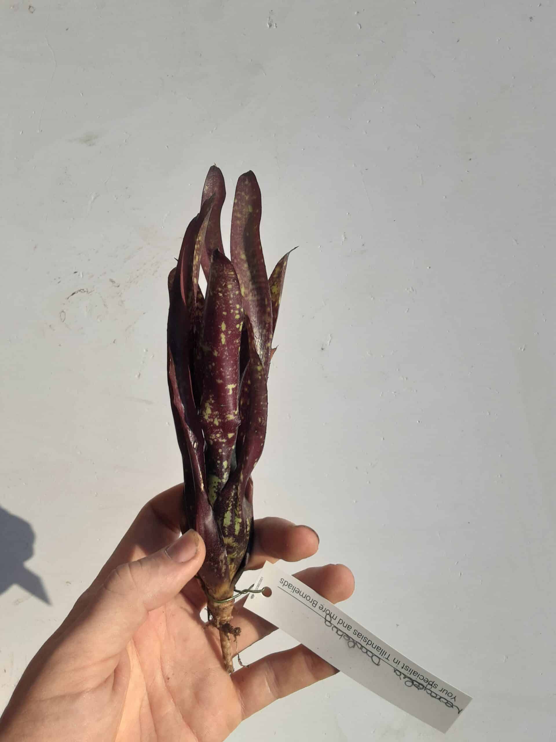 Neoregalia Doodlebug