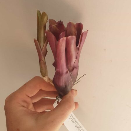 Neoregalia Straight and Narrow