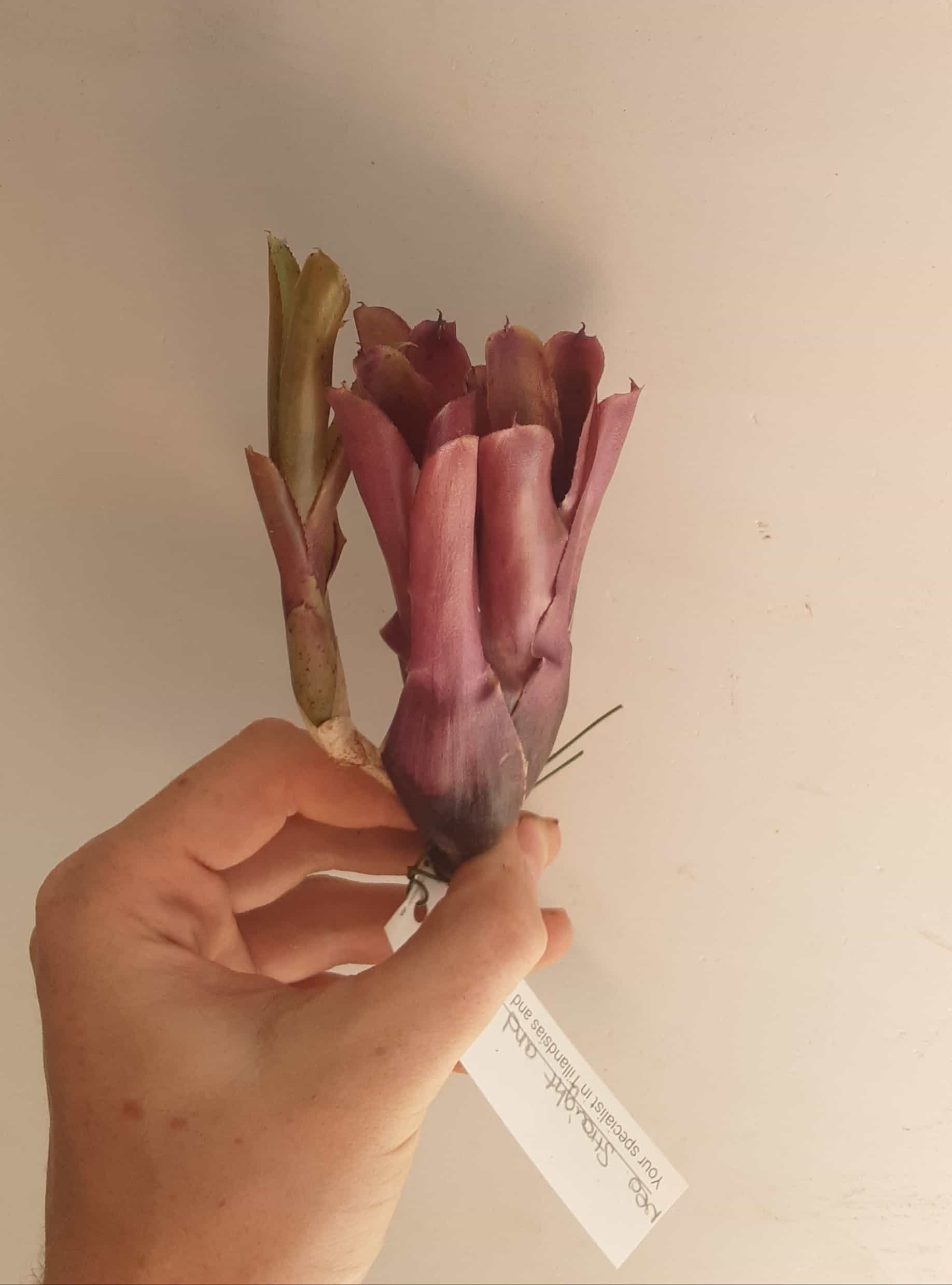 Neoregalia Straight and Narrow