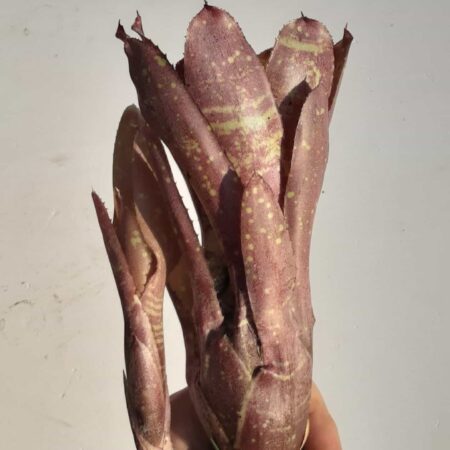 Neoregalia Dad's Special