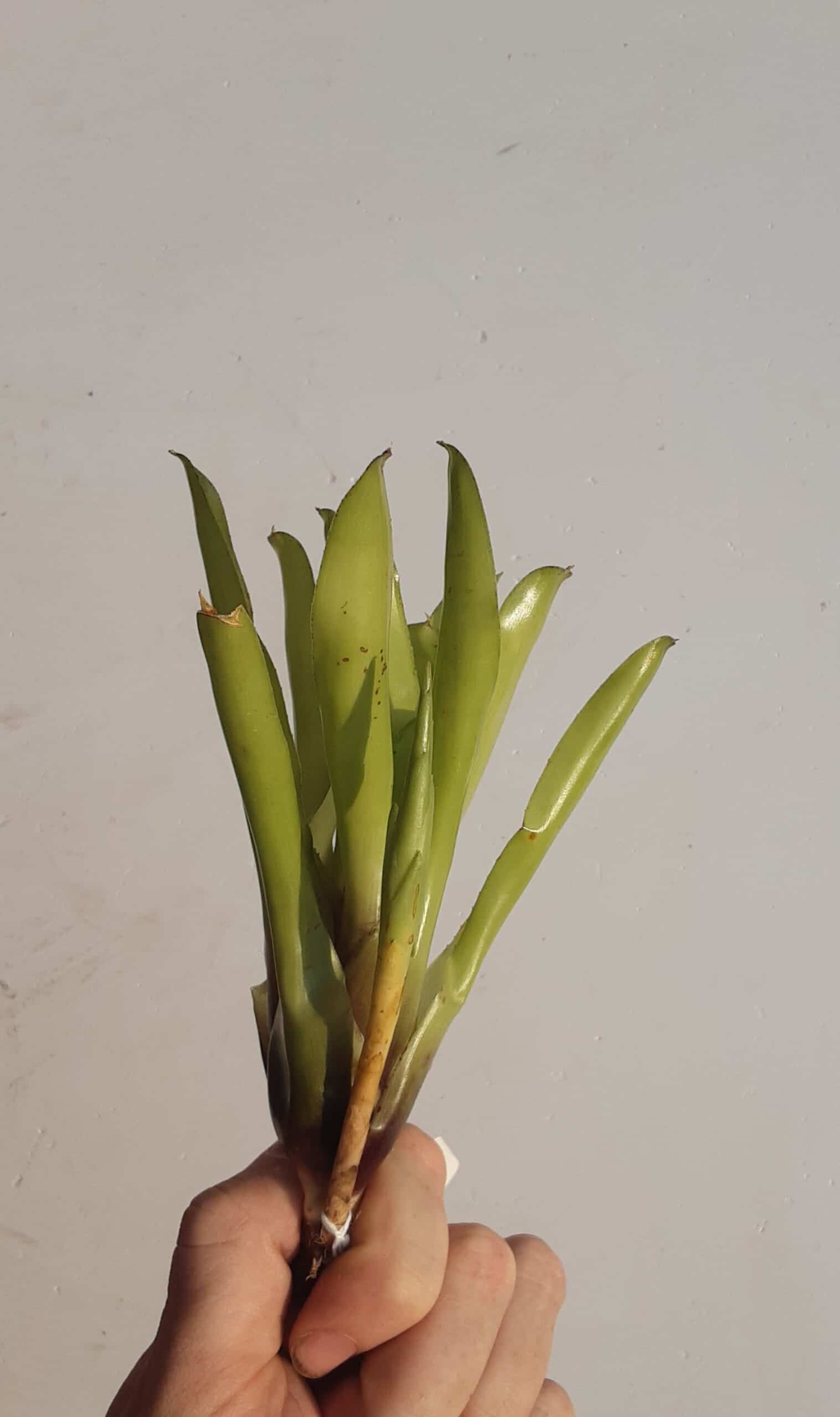 Neoregalia Green Ball