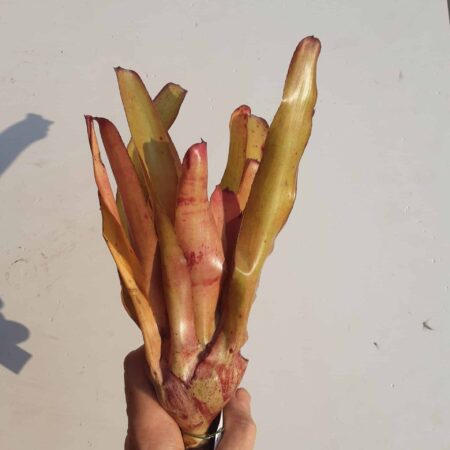 Neoregalia Prairie Fire