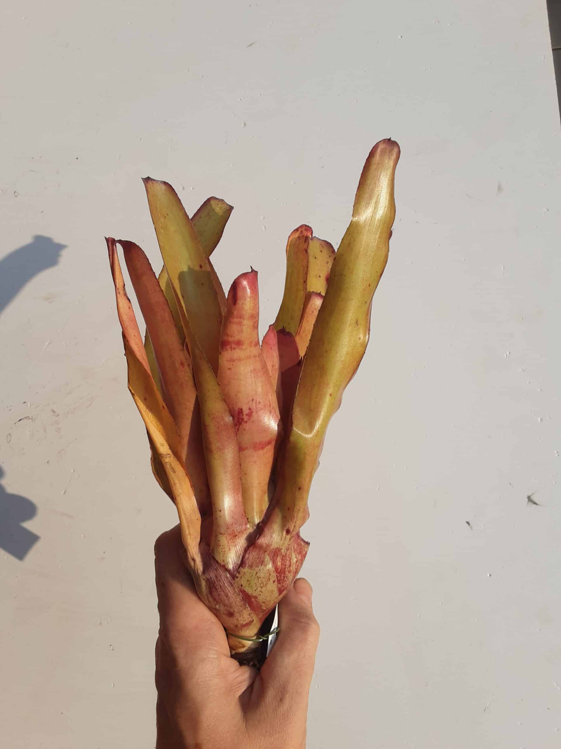 Neoregalia Prairie Fire