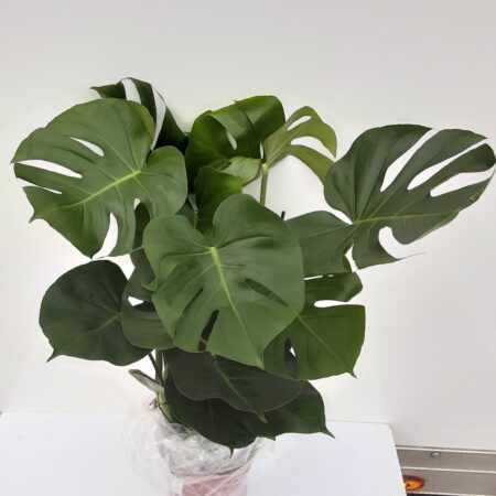 Monstera pertusum