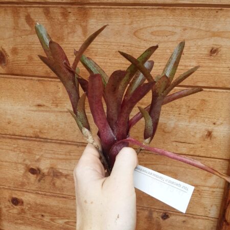 Neoregalia Red Measels