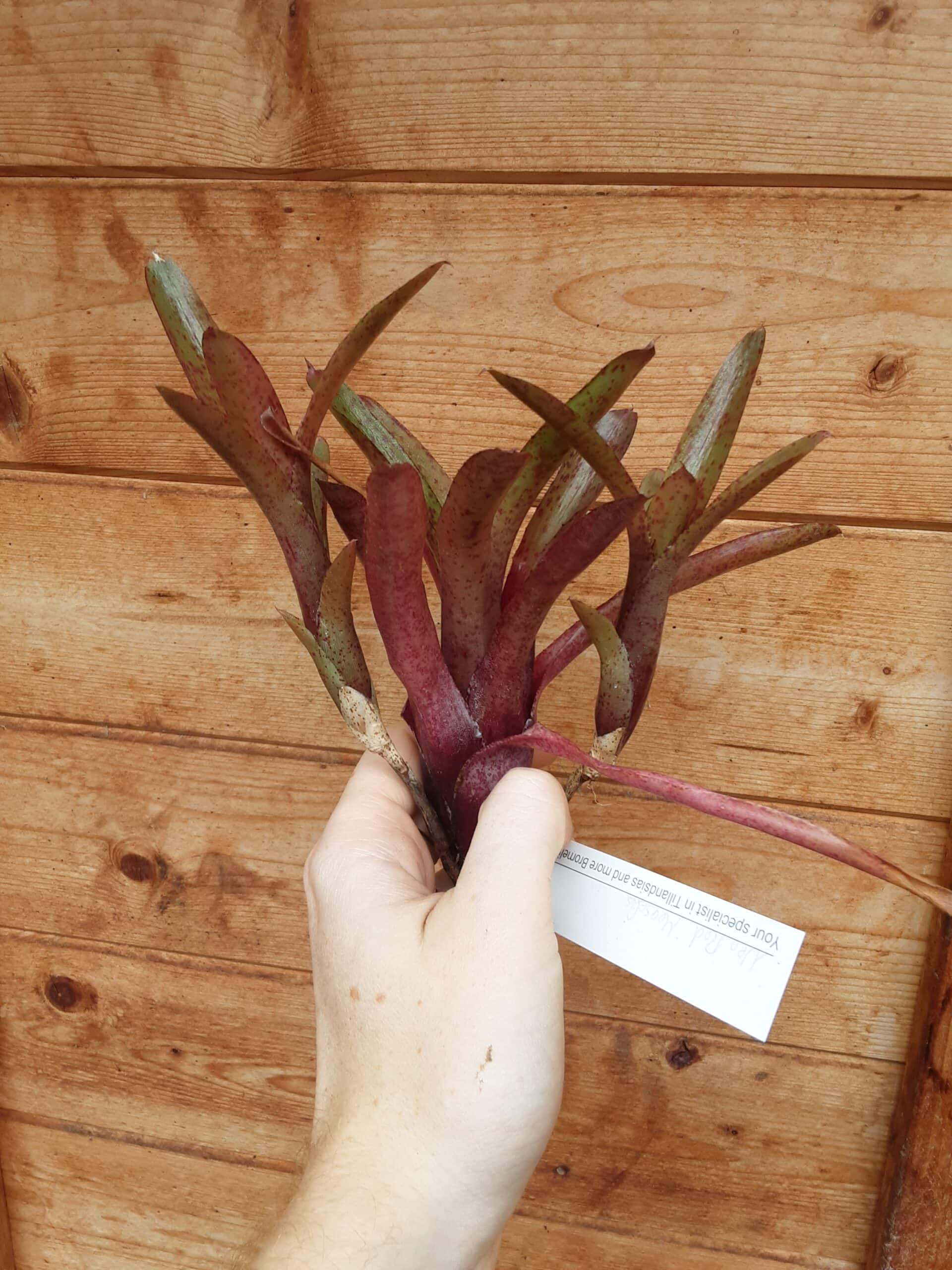 Neoregalia Red Measels