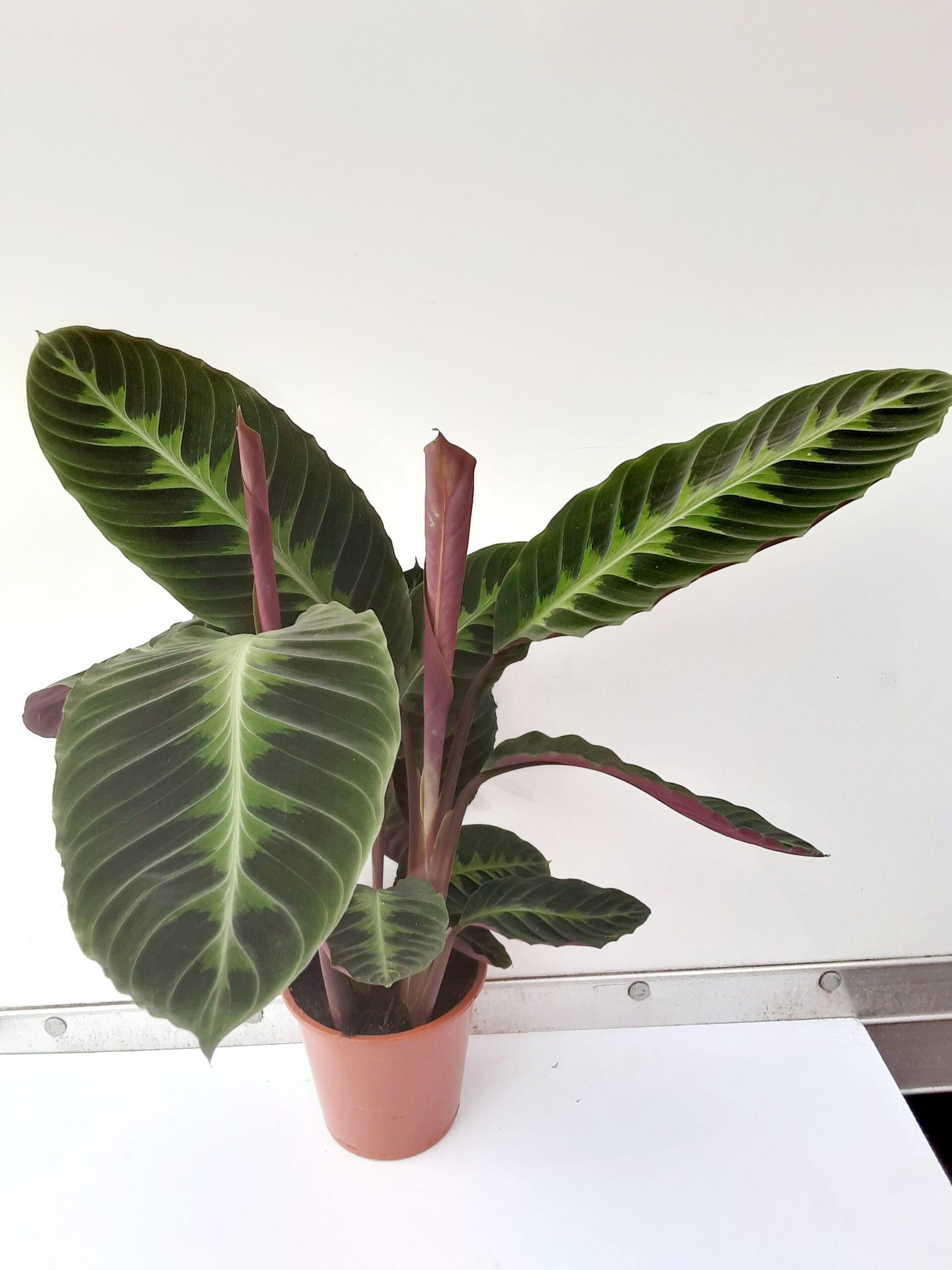 Calathea Sp 75cm
