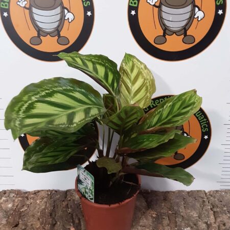 Calathea sp3