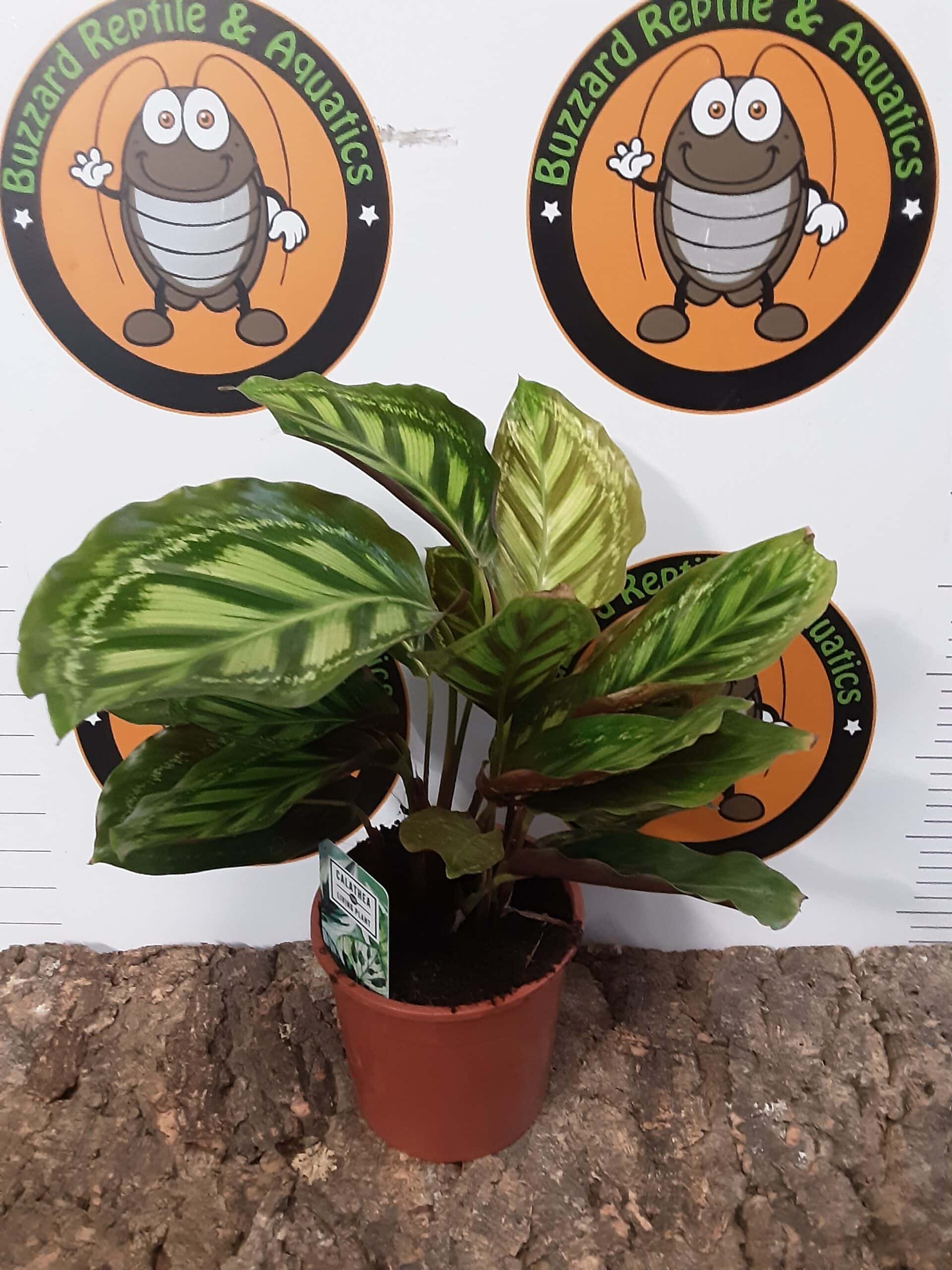 Calathea sp3