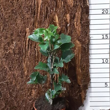 Schefflera Elegantissima Gemini