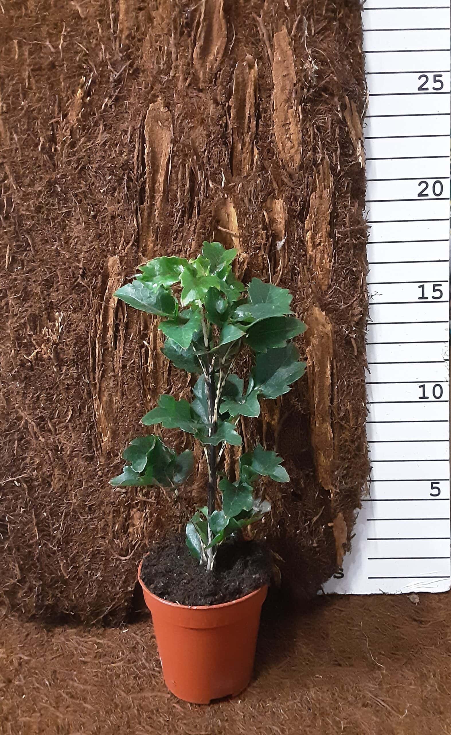 Schefflera Elegantissima Gemini