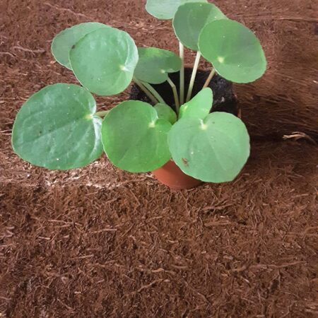 Pilea Peperomoides 35cm