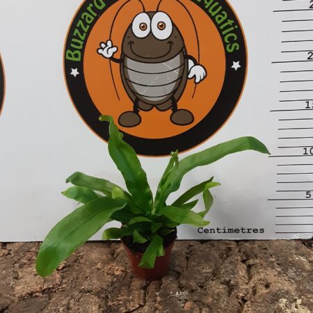 Asplenium Antiquum Mini