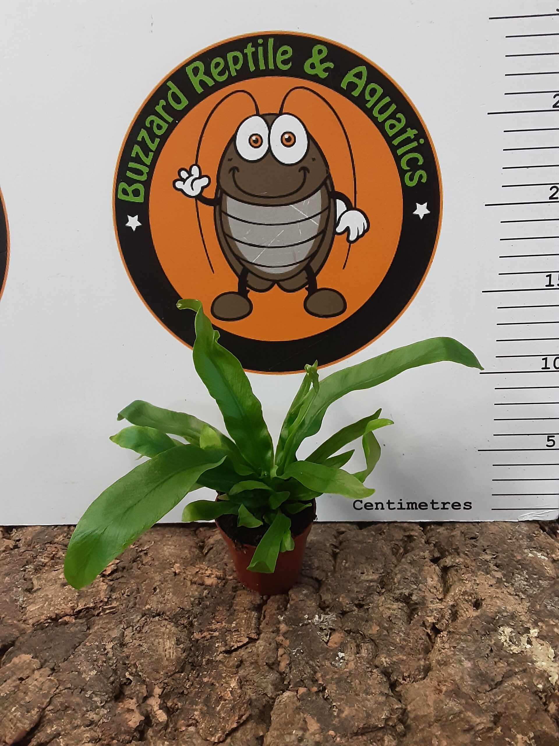 Asplenium Antiquum Mini