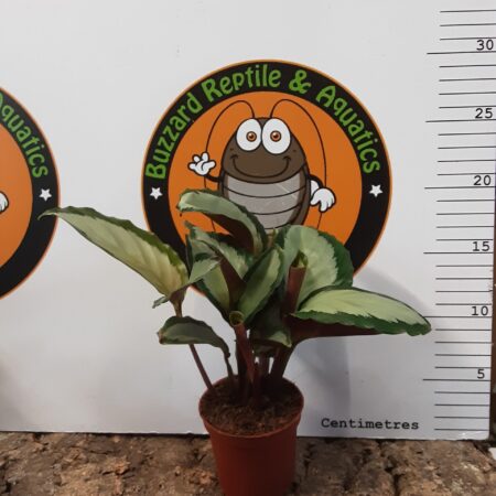 Calathea Roseopicta 15cm