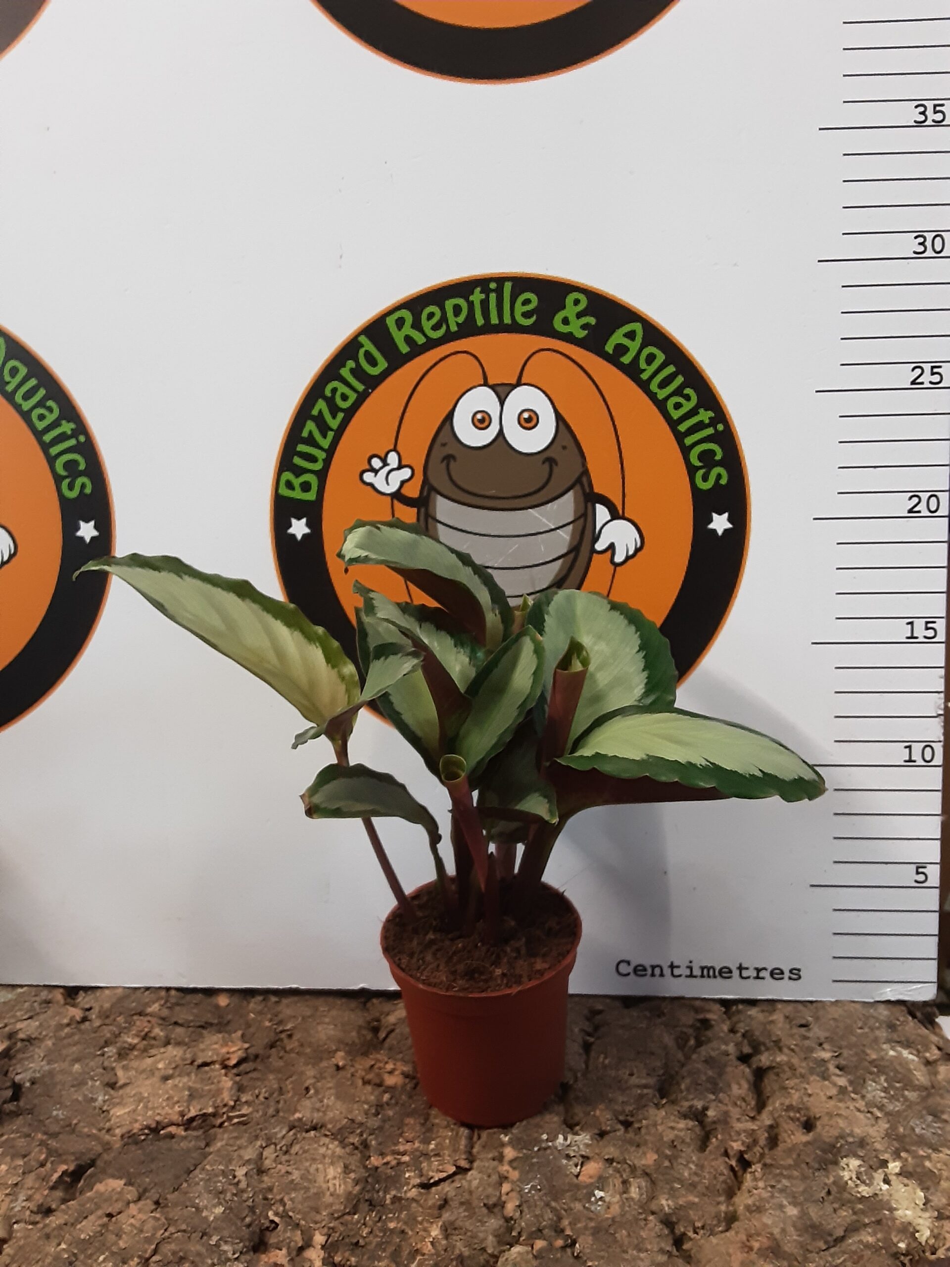 Calathea Roseopicta 15cm