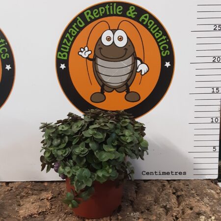 Callisia elegans Turtle