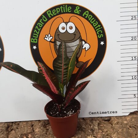 Codiaeum Excellant - Small