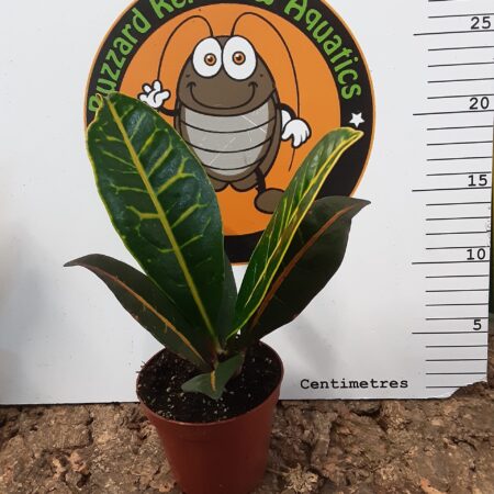 Codiaeum Petra - Small