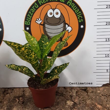 Codiaeum Superstar - Small