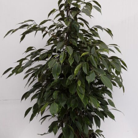 Ficus Benjamina Anastasia 105cm