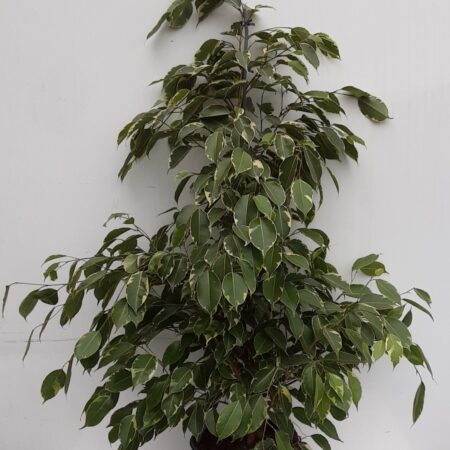 Ficus Benjamina Samantha 90cm