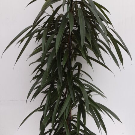 Ficus 105cm