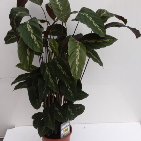 Calathea 'Maui Queen' 90cm