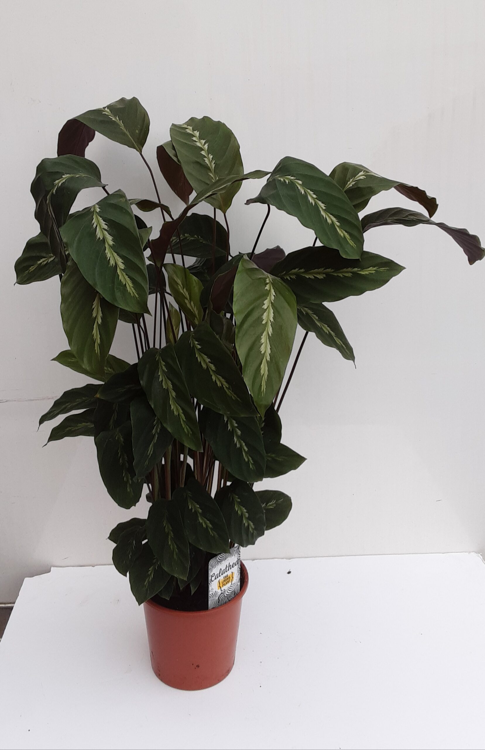 Calathea 'Maui Queen' 90cm