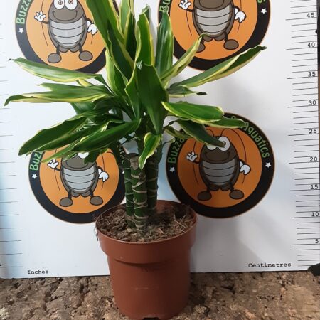 Dracaena Golden Coast 50cm