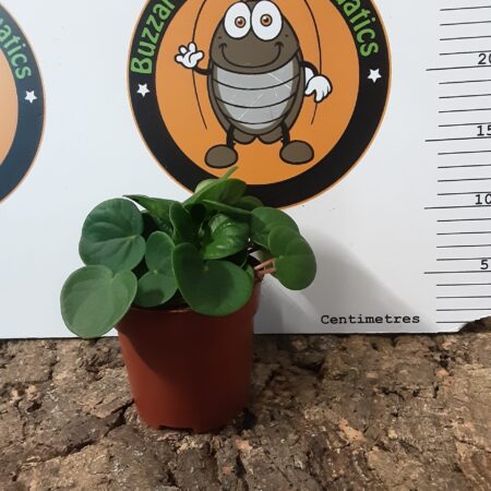 Peperomia Albovittata