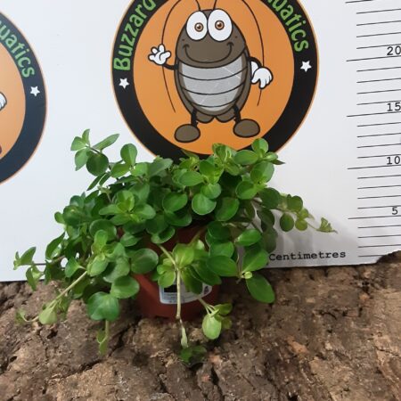 Peperomia Rotundifolia