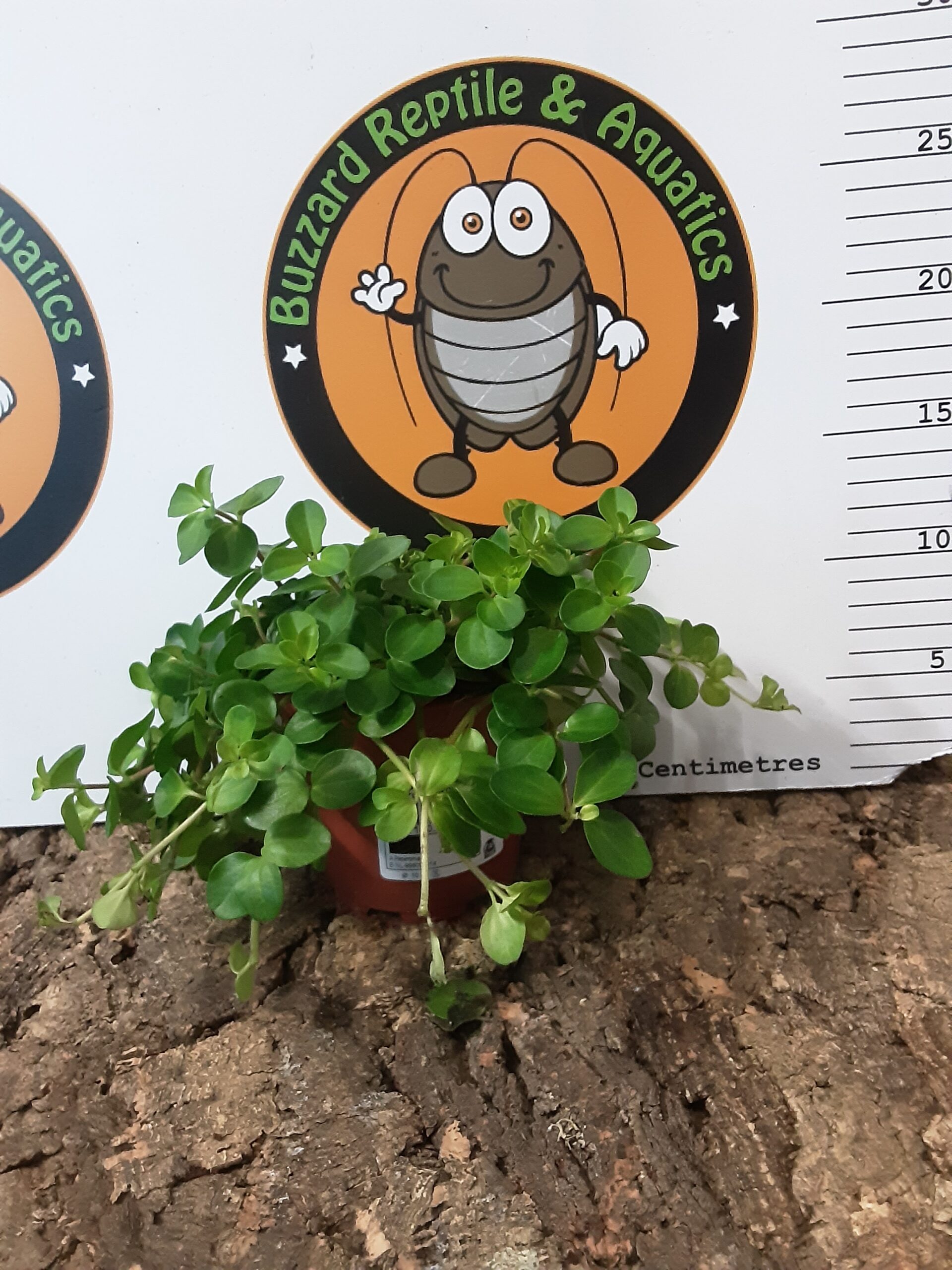 Peperomia Rotundifolia