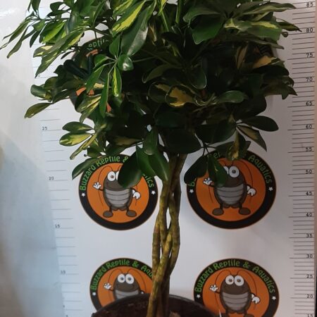 Schefflera Gold Capella 110cm