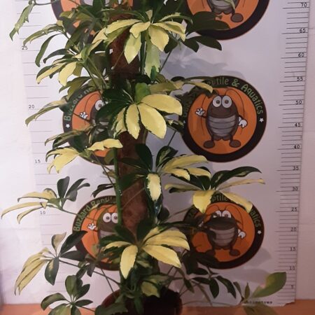 Schefflera Abricola Trinette 80cm