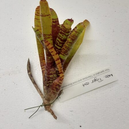 Neoregalia Tiger Cat