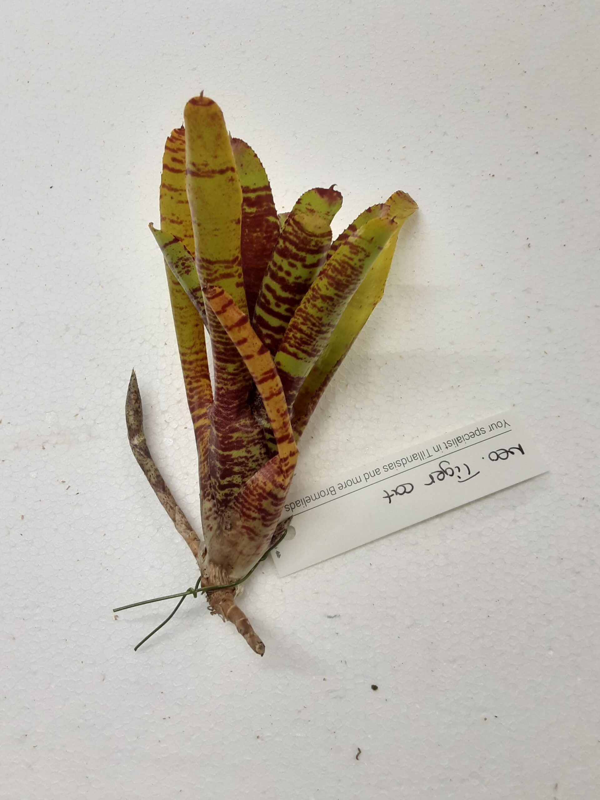 Neoregalia Tiger Cat