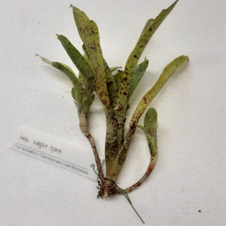 Neoregalia Night Spot