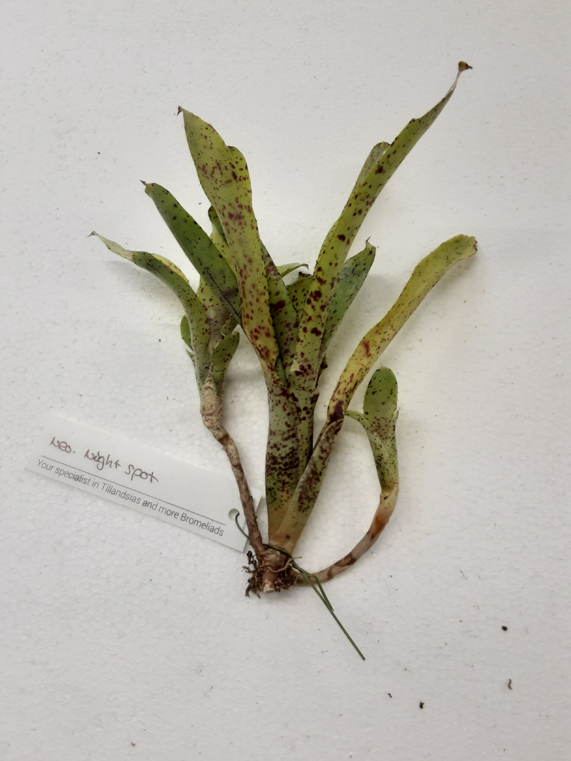 Neoregalia Night Spot