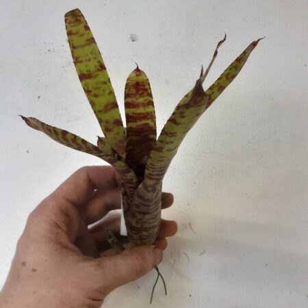 Neoregalia punctatissima x Blushing Tiger