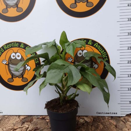 Philodenderon Minima (Mini Monstera)