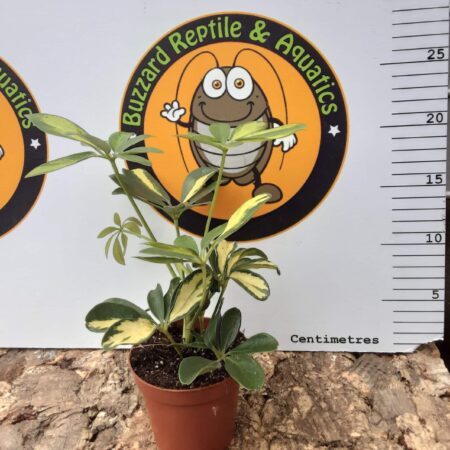 Schefflera Abricola Sunshade