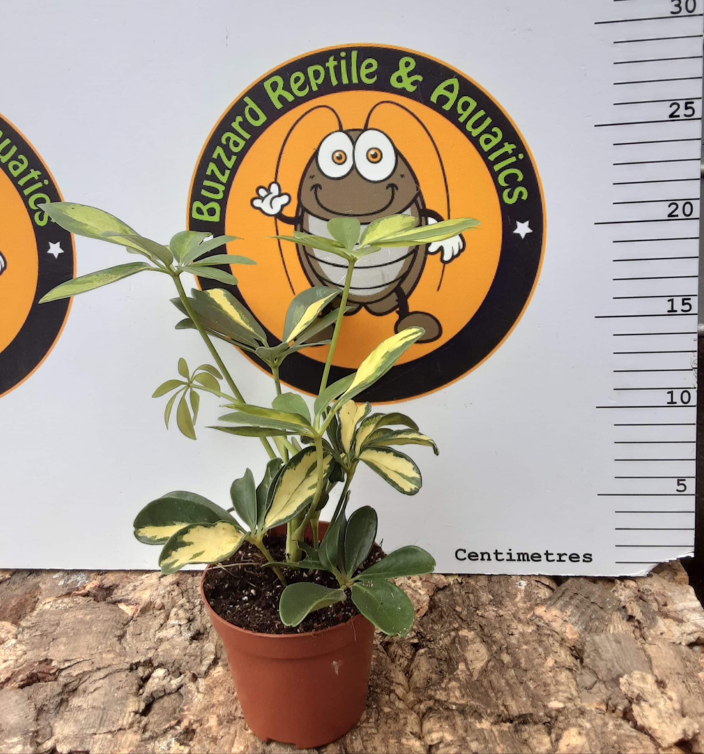 Schefflera Abricola Sunshade