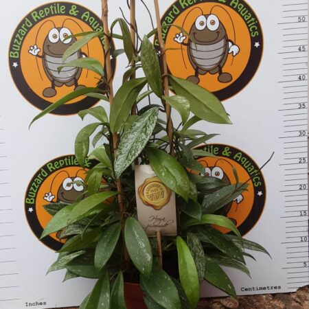 Hoya Pubicalix Green